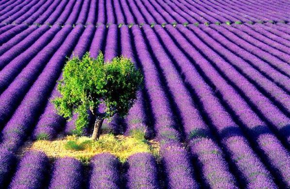 Lavendel. sanselig, raffineret, beroligende. rebecca persson Stue lavendel