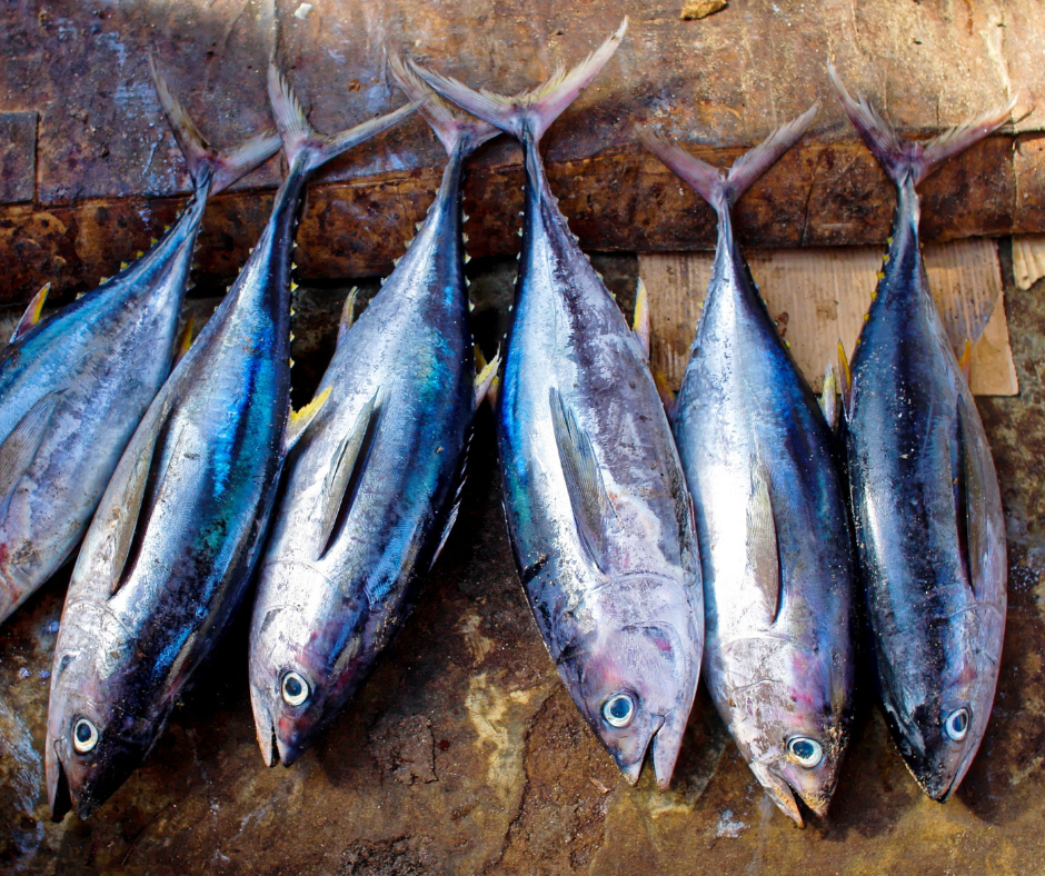 fiskehitlisten